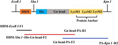 Bacterium-Like Particles Displaying the Rift Valley Fever Virus Gn Head Protein Induces Efficacious Immune Responses in Immunized Mice